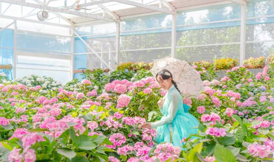 济州岛绣球花，12个绝美花海打卡地推荐